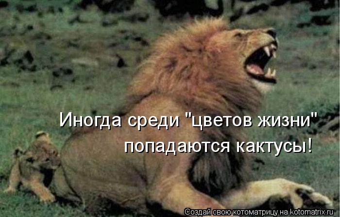 Иногда среди "цветов жизни" попадаются кактусы!... Котоматрица: Иногда среди "цветов жизни" попадаются кактусы!