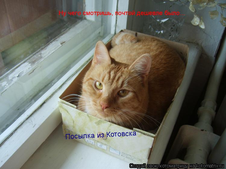 Посылка из Котовска Ну чего смотришь, почтой дешевле было...... Котоматрица: Посылка из Котовска Ну чего смотришь, почтой дешевле было...