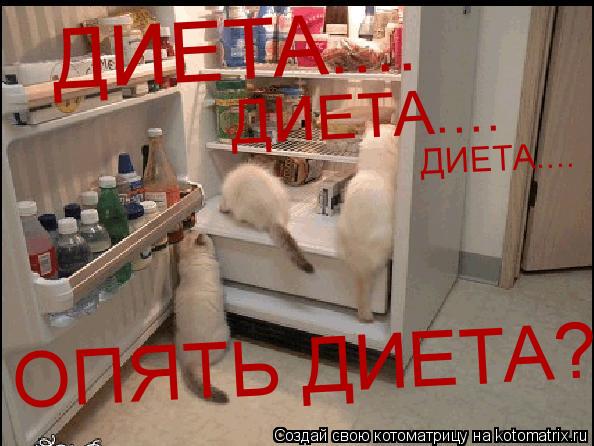 ДИЕТА.... ДИЕТА.... ДИЕТА.... ОПЯТЬ ДИЕТА?....... Котоматрица: ДИЕТА.... ДИЕТА.... ДИЕТА.... ОПЯТЬ ДИЕТА?....