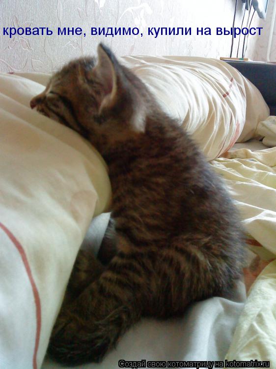 кровать мне, видимо, купили на вырост... Котоматрица: кровать мне, видимо, купили на вырост