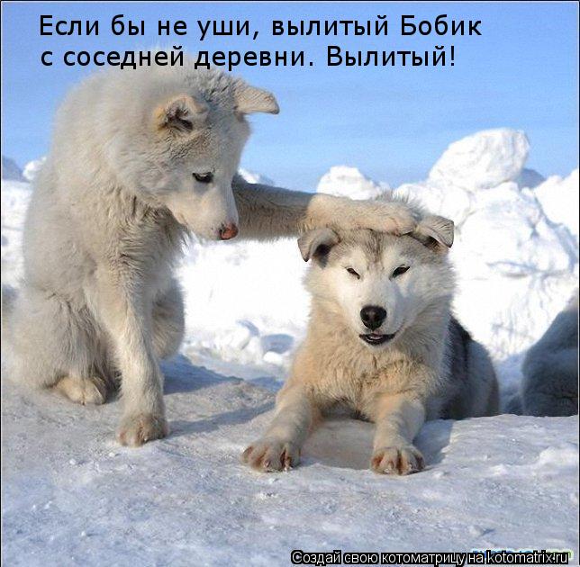 Если бы не уши, вылитый Бобик с соседней деревни. Вылитый!... Котоматрица: Если бы не уши, вылитый Бобик с соседней деревни. Вылитый!