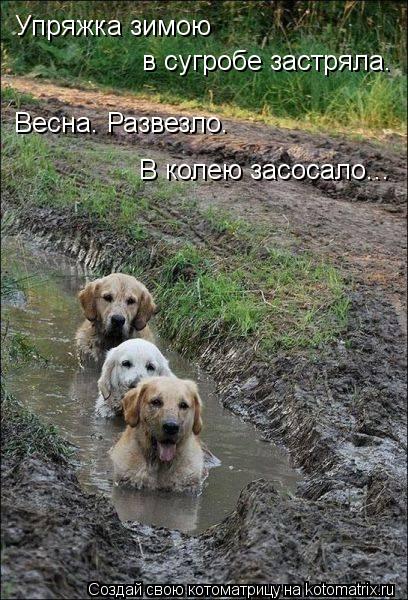 Упряжка зимою в сугробе застряла. Весна. Развезло. В колею засосало...... Котоматрица: Упряжка зимою в сугробе застряла. Весна. Развезло. В колею засосало...