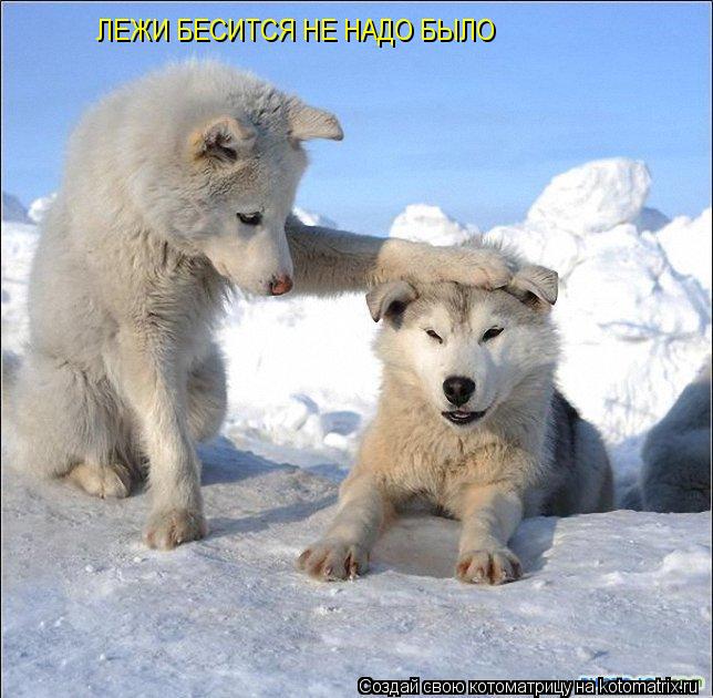 ЛЕЖИ БЕСИТСЯ НЕ НАДО БЫЛО... Котоматрица: ЛЕЖИ БЕСИТСЯ НЕ НАДО БЫЛО