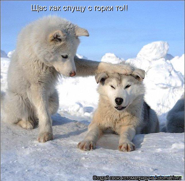 Котоматрица: Щас как спущу с горки то!!