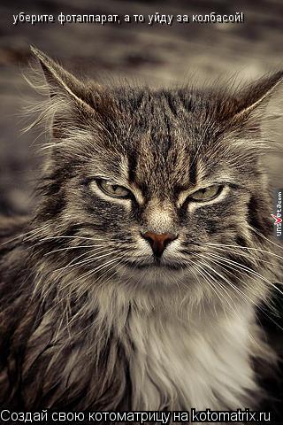 уберите фотаппарат, а то уйду за колбасой!... Котоматрица: уберите фотаппарат, а то уйду за колбасой!