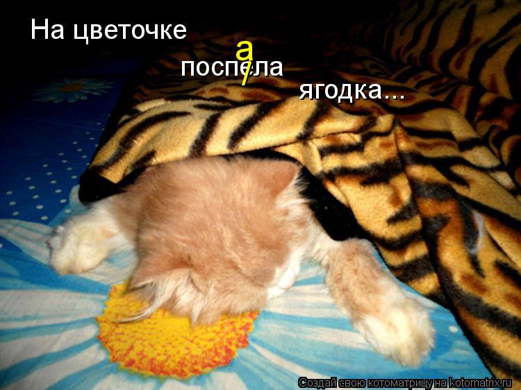 На цветочке поспела / а ягодка...... Котоматрица: На цветочке поспела / а ягодка...