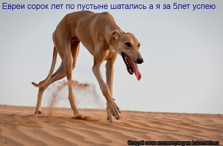Евреи сорок лет по пустыне шатались а я за 5лет успею... Котоматрица: Евреи сорок лет по пустыне шатались а я за 5лет успею