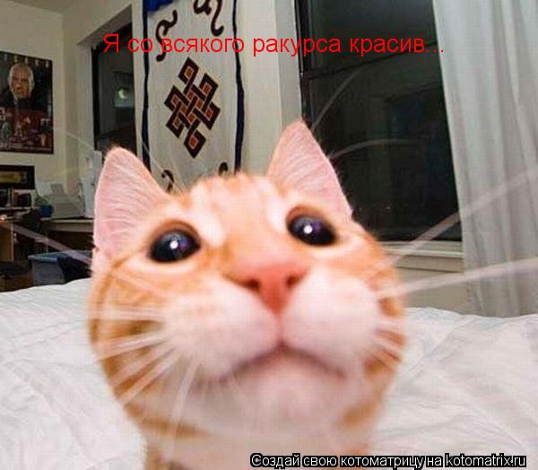 Я со всякого ракурса красив...... Котоматрица: Я со всякого ракурса красив...