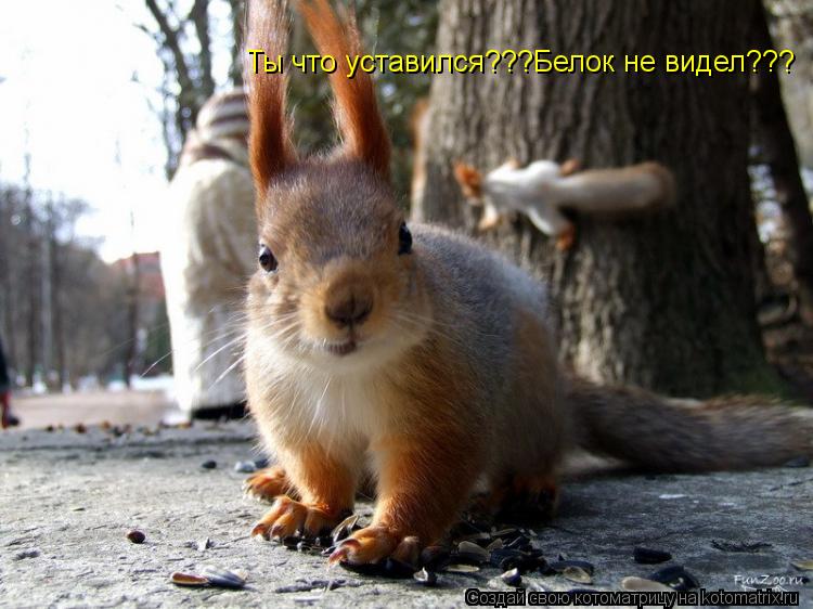 Ты что уставился???Белок не видел???... Котоматрица: Ты что уставился???Белок не видел???