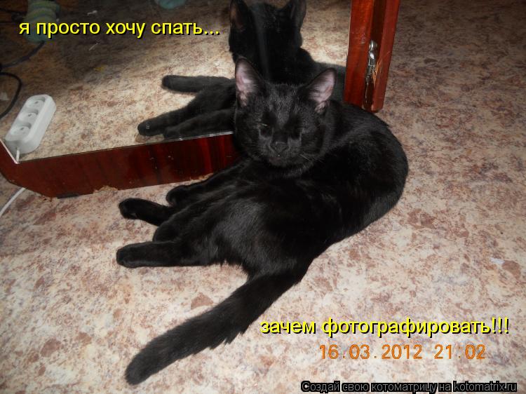 я просто хочу спать... зачем фотографировать!!!... Котоматрица: я просто хочу спать... зачем фотографировать!!!