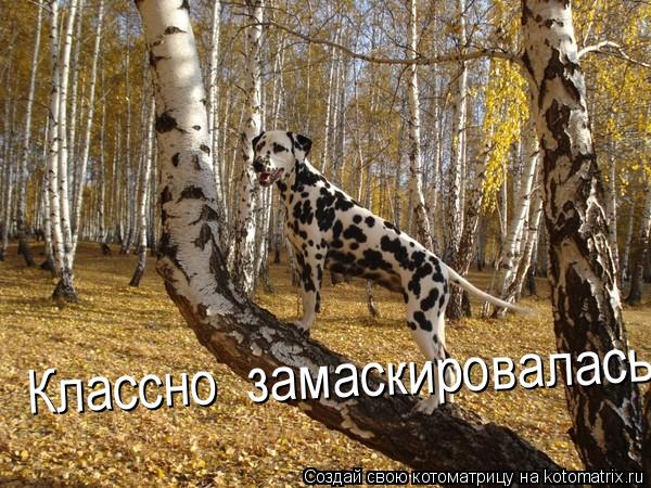 Классно замаскировалась... Котоматрица: Классно замаскировалась