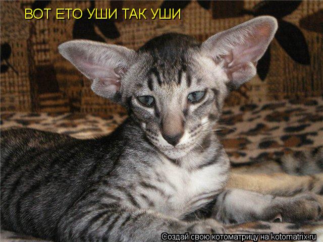 ВОТ ЕТО УШИ ТАК УШИ... Котоматрица: ВОТ ЕТО УШИ ТАК УШИ