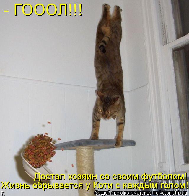 - ГОООЛ!!! Жизнь обрывается у Коти с каждым голом! Достал хозяин со своим футболом!... Котоматрица: - ГОООЛ!!! Жизнь обрывается у Коти с каждым голом! Достал хозяин со своим футболом!