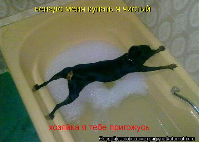ненадо меня купать я чистый хозяйка я тебе пригожусь... Котоматрица: ненадо меня купать я чистый хозяйка я тебе пригожусь
