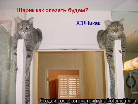ХЗ!Никак Шарик как слезать будем?... Котоматрица: ХЗ!Никак Шарик как слезать будем?
