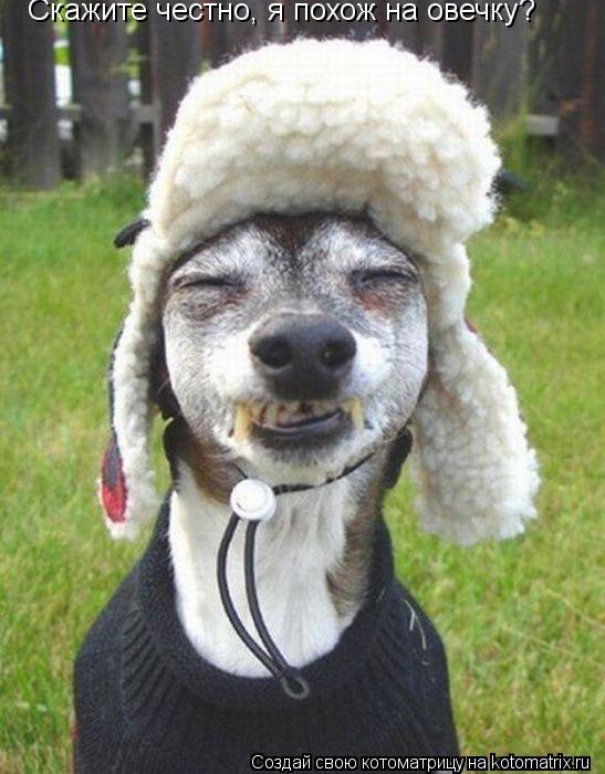 Скажите честно, я похож на овечку?... Котоматрица: Скажите честно, я похож на овечку?