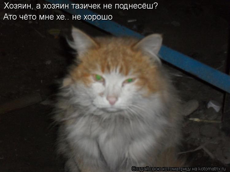 Хозяин, а хозяин тазичек не поднесёш? Ато чёто мне хе.. не хорошо... Котоматрица: Хозяин, а хозяин тазичек не поднесёш? Ато чёто мне хе.. не хорошо