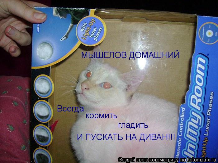 МЫШЕЛОВ ДОМАШНИЙ Всегда кормить гладить И ПУСКАТЬ НА ДИВАН!!!... Котоматрица: МЫШЕЛОВ ДОМАШНИЙ Всегда кормить гладить И ПУСКАТЬ НА ДИВАН!!!