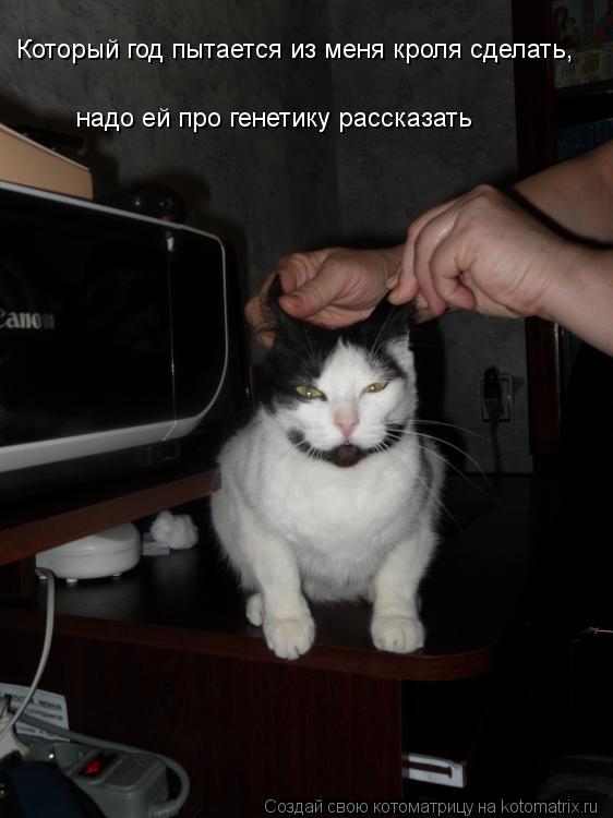 Который год пытается из меня кроля сделать, надо ей про генетику рассказать... Котоматрица: Который год пытается из меня кроля сделать, надо ей про генетику рассказать
