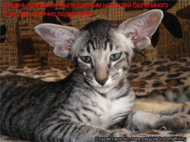 да день рождение было сытным,но гостей было много и за уши отлично подергали!!!... Котоматрица: да день рождение было сытным,но гостей было много и за уши отлично подергали!!!