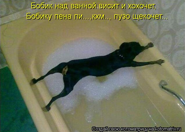 Бобик над ванной висит и хохочет, Бобику пена пи...,кхм.., пузо щекочет...... Котоматрица: Бобик над ванной висит и хохочет, Бобику пена пи...,кхм.., пузо щекочет...