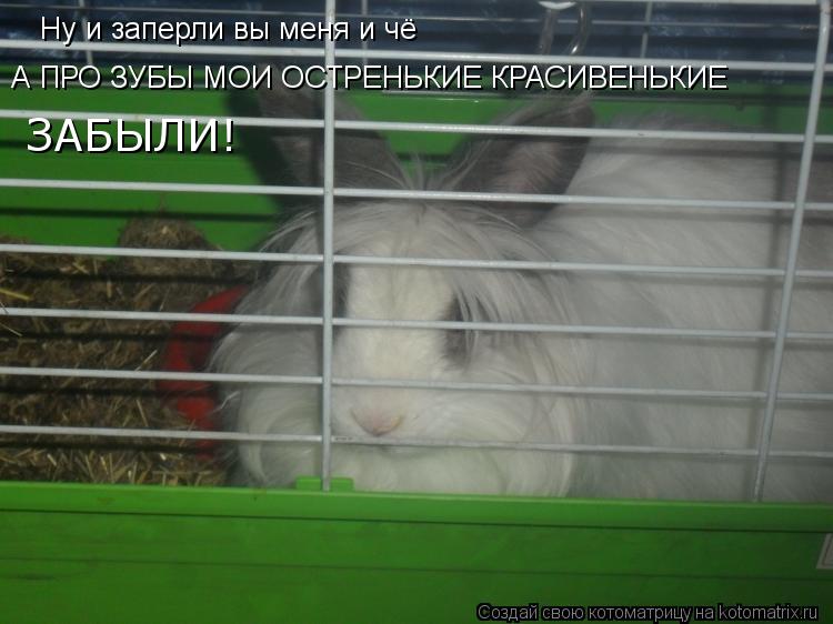 Ну и заперли вы меня и чё А ПРО ЗУБЫ МОИ ОСТРЕНЬКИЕ КРАСИВЕНЬКИЕ ЗАБЫЛИ!... Котоматрица: Ну и заперли вы меня и чё А ПРО ЗУБЫ МОИ ОСТРЕНЬКИЕ КРАСИВЕНЬКИЕ ЗАБЫЛИ!