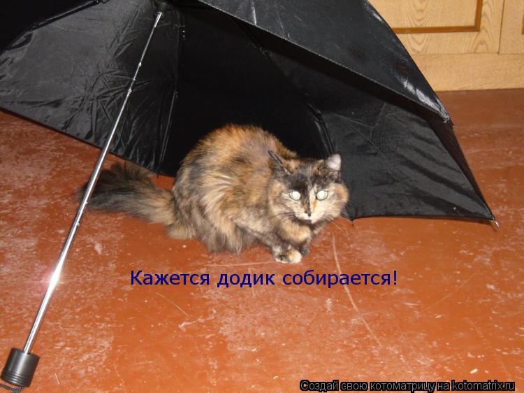 Кажется додик собирается!... Котоматрица: Кажется додик собирается!