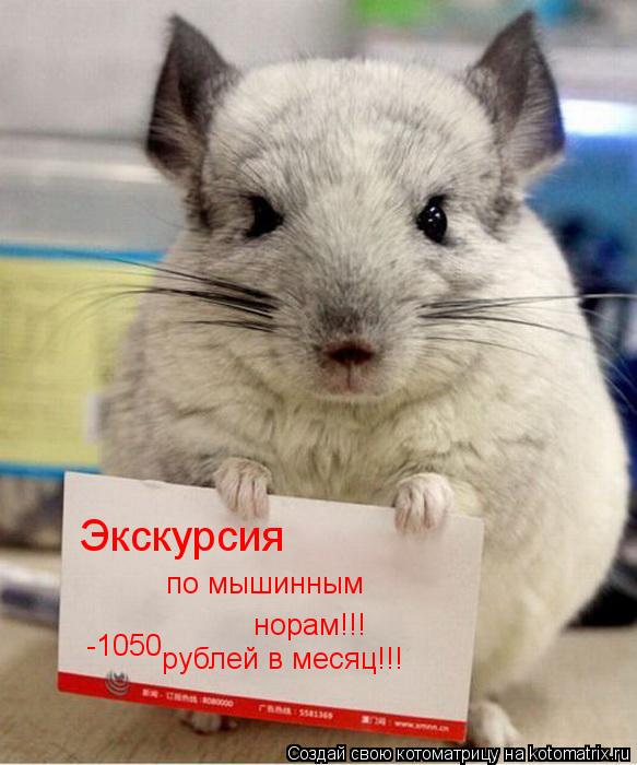 Экскурсия по мышинным норам!!! -1050 рублей в месяц!!!... Котоматрица: Экскурсия по мышинным норам!!! -1050 рублей в месяц!!!