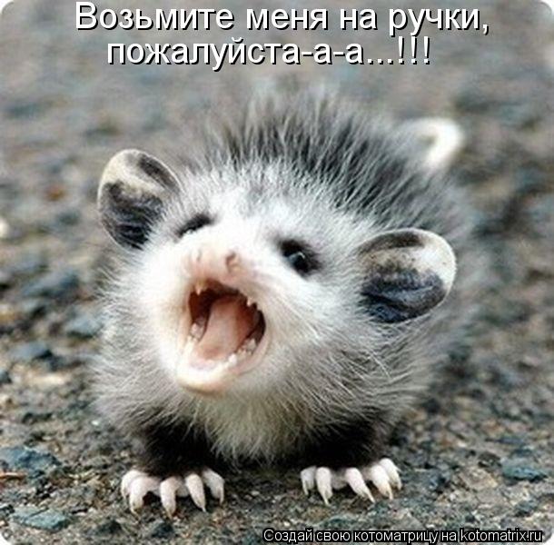Котоматрица: Возьмите меня на ручки, пожалуйста-а-а...!!!