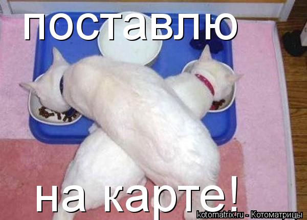 Котоматрица: поставлю на карте!