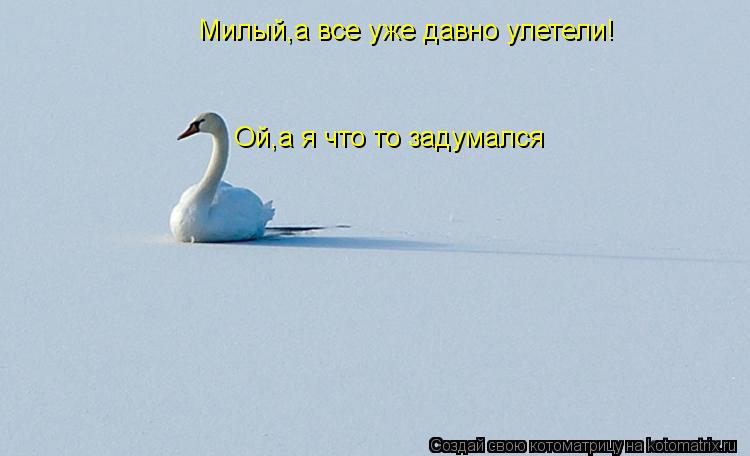 Котоматрица: Милый,а все уже давно улетели! Ой,а я что то задумался