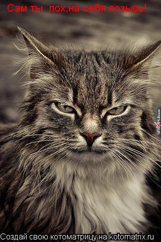 Котоматрица: Сам ты  лох,на себя позырь!
