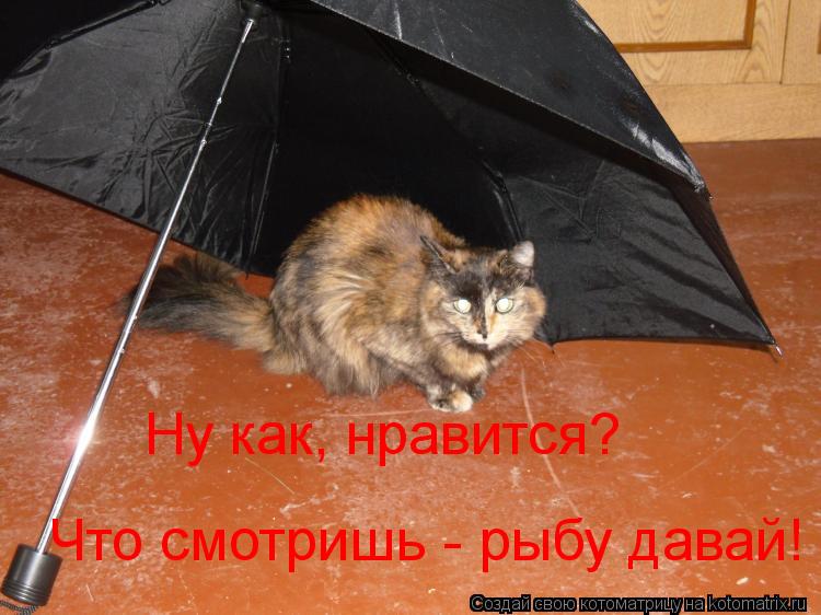 Котоматрица: Ну как, нравится? Что смотришь - рыбу давай!