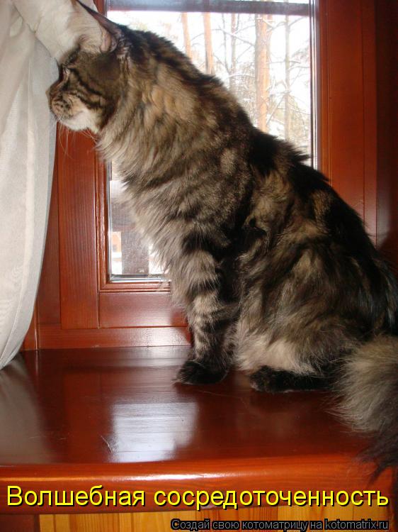 Котоматрица: Волшебная сосредоточенность