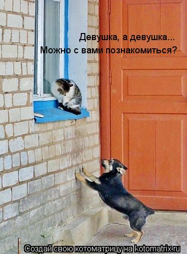 Котоматрица: Девушка, а девушка... Можно с вами познакомиться?