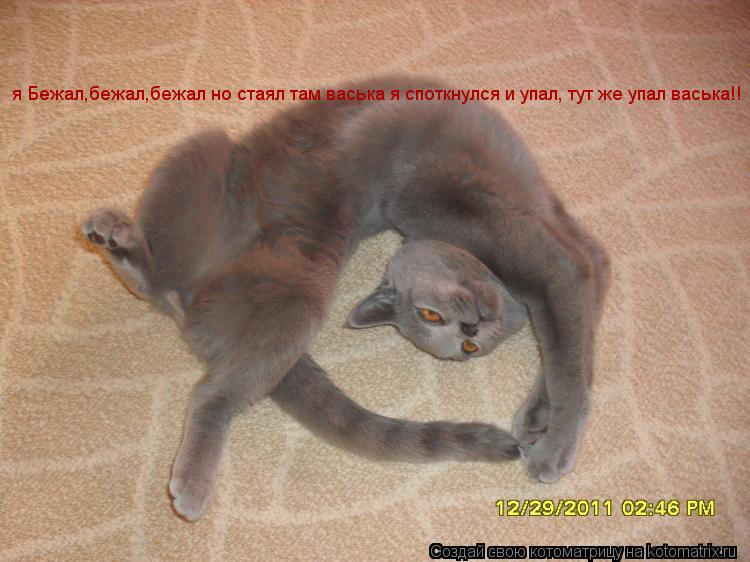 Котоматрица: я Бежал,бежал,бежал но стаял там васька я споткнулся и упал, тут же упал васька!!