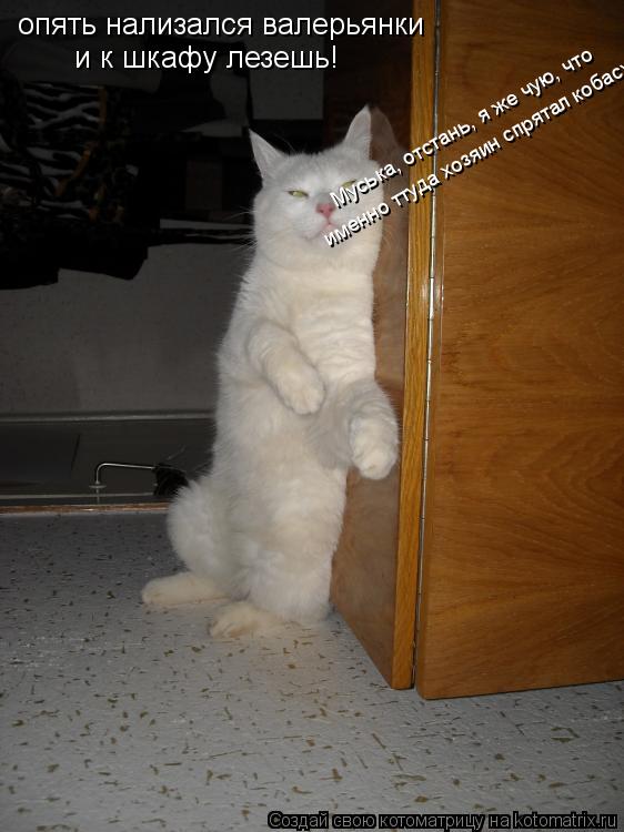 Котоматрица: опять нализался валерьянки и к шкафу лезешь! Муська, отстань, я же чую, что  именно ттуда хозяин спрятал кобасу!!!