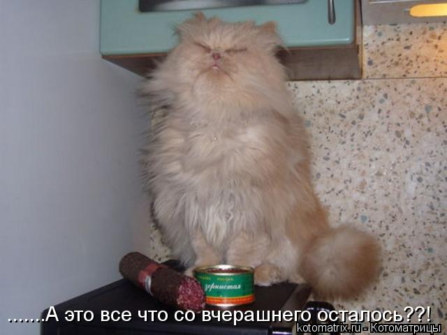 Котоматрица: .......А это все что со вчерашнего осталось??!