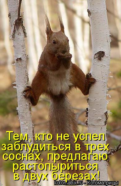 Котоматрица: в двух березах! растопыриться соснах, предлагаю заблудиться в трех Тем, кто не успел