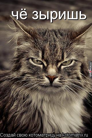 Котоматрица: чё зыришь