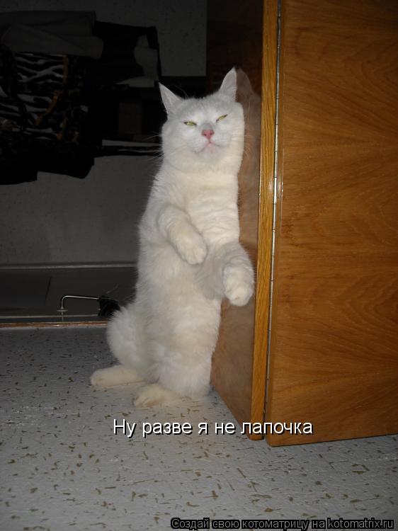 Котоматрица: Ну разве я не лапочка