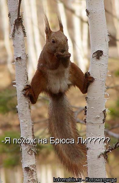 Котоматрица: -Я похож на Брюса Ли?????