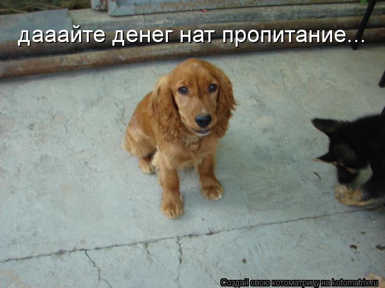 Котоматрица: дааайте денег нат пропитание...