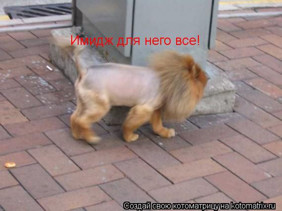 Котоматрица: Имидж для него все!