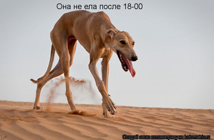 Котоматрица: Она не ела после 18-00