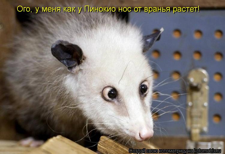 Котоматрица: Ого, у меня как у Пинокио нос от вранья растет!