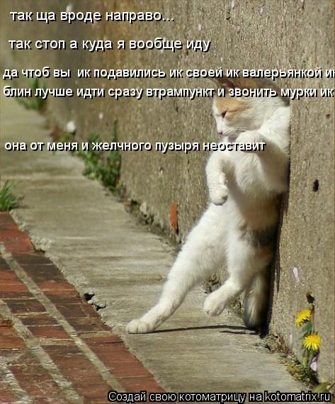 Котоматрица: так ща вроде направо... так стоп а куда я вообще иду да чтоб вы  ик подавились ик своей ик валерьянкой ик блин лучше идти сразу втрампункт и зв
