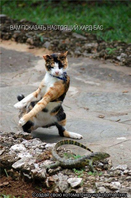 Котоматрица: ВАМ ПОКАЗАТЬ НАСТОЯЩИЙ ХАРД-БАС