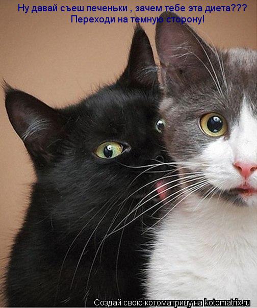 Котоматрица: Ну давай съеш печеньки , зачем тебе эта диета??? Переходи на темную сторону!