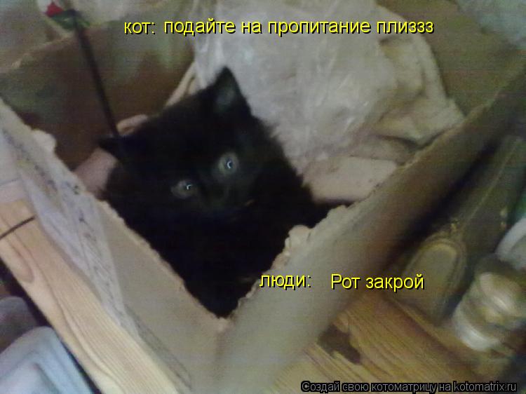 Котоматрица: подайте на пропитание плиззз люди: Рот закрой кот: